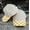 Gold, variant on Canvas Front Checkered Bill Magna Pony® Cap (Orange)