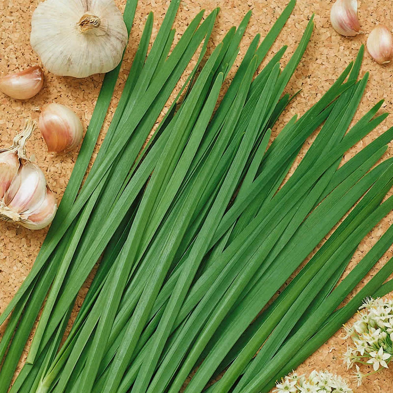 Garlic Chives Herb Garden Seeds - 2 g Packet ~500 Seeds - Non-GMO, Organic Perennial Herbal Gardening & Microgreens Seed - Allium tuberosum