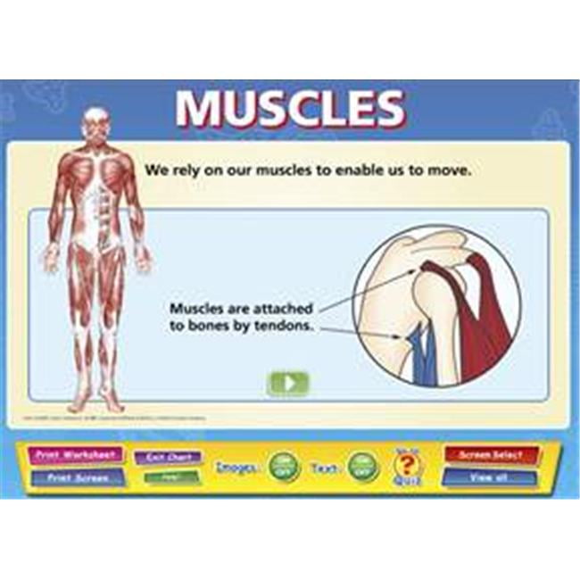 Interactive Muscle Chart