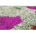 thumbnail image 3 of Seedville 50 Dwarf White Impatiens Flower Seeds, 3 of 7