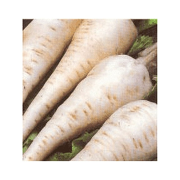 Parsnip Harris Model Great Heirloom Vegetable by Seed Kingdom Bulk 1 Lb Seeds