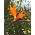 thumbnail image 5 of Orange Bird of Paradise - Live Plant in a 3 Gallon Pot - Strelitzia Reginae - Rare and Stunning Tropical Evergreen Plant, 5 of 6