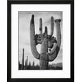 thumbnail image 2 of View Of Cactus And Surrounding Area "Saguaros Saguaro National Monument" Arizona 1933-1942, Botanical World Culture Framed Art Print Wall Art by Ansel Adams Sold by Art.Com, 2 of 6