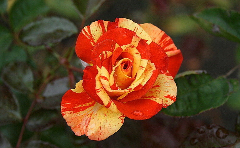Oranges N Lemons Shrub Rose Bush Bareroot Walmart Com Walmart Com