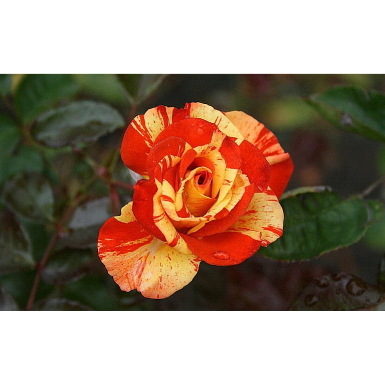 Lemon Roses Oranges And Lemons Rose