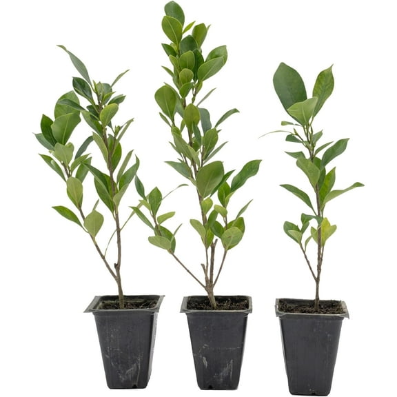 3 Indian Laurel Figs  Live Ficus Nitida Plant  Hardy Evergreen Tree in 2.5 Nursery Cubes  Fast-Growing & Highly Adaptable for Hedges, Screens & Shade