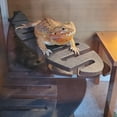 thumbnail image 2 of Basking Perch - Spring Patterned, 2 of 2