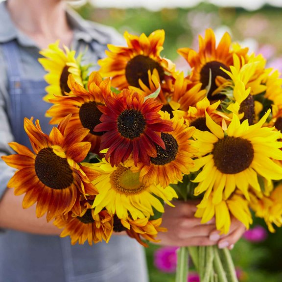Eden Brothers Sunflower Seeds - Crimson Queen