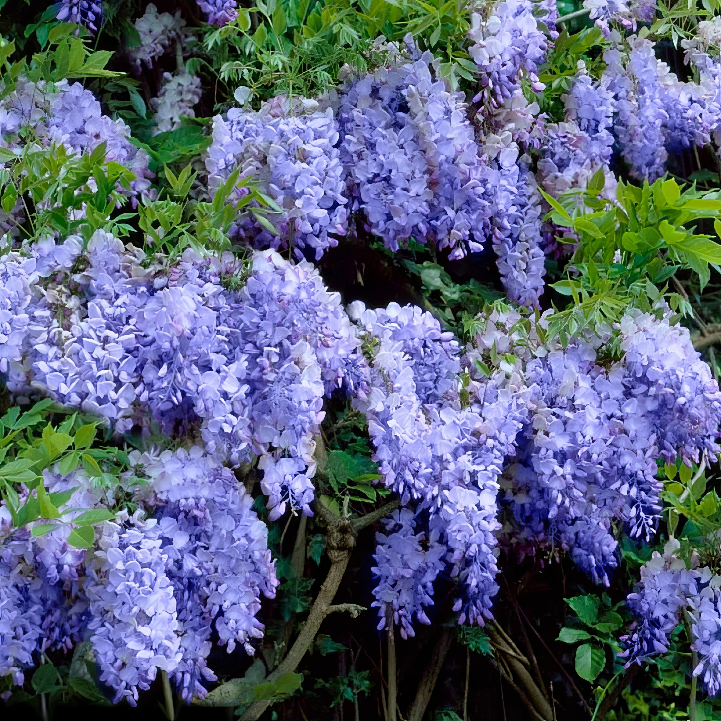 National Plant Network Live Perennial 1 gal Wisteria 'Blue' with Full Sunlight