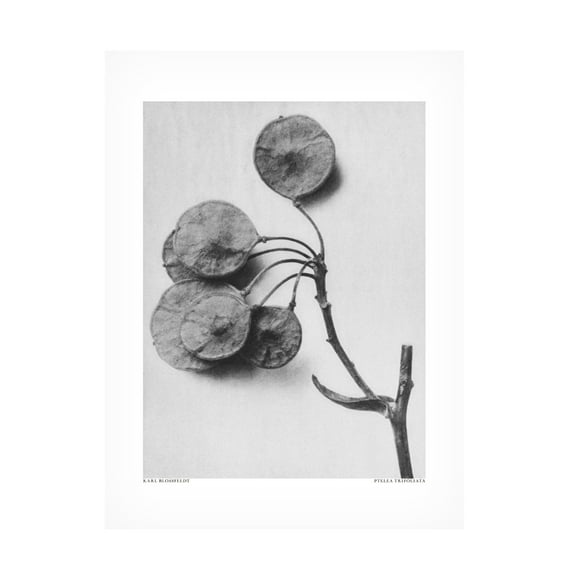 Trademark Fine Art Pictufy Ptelea Trifoliata Canvas Wall Art