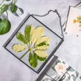 thumbnail image 2 of Marco colgante de vidrio para flores secas prensadas NCYP 20x20cm, 2 of 6