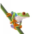 thumbnail image 2 of Red Eyed Tree Frog Wall Decal Sticker by Wallmonkeys Vinyl Peel and Stick Graphic (48 in H x 45 in W), 2 of 4