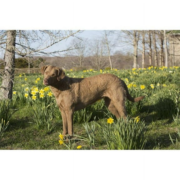 Female Chesapeake Bay Retriever in Daffodils - Waterford Connecticut USA Poster Print - 19 x 12 in.