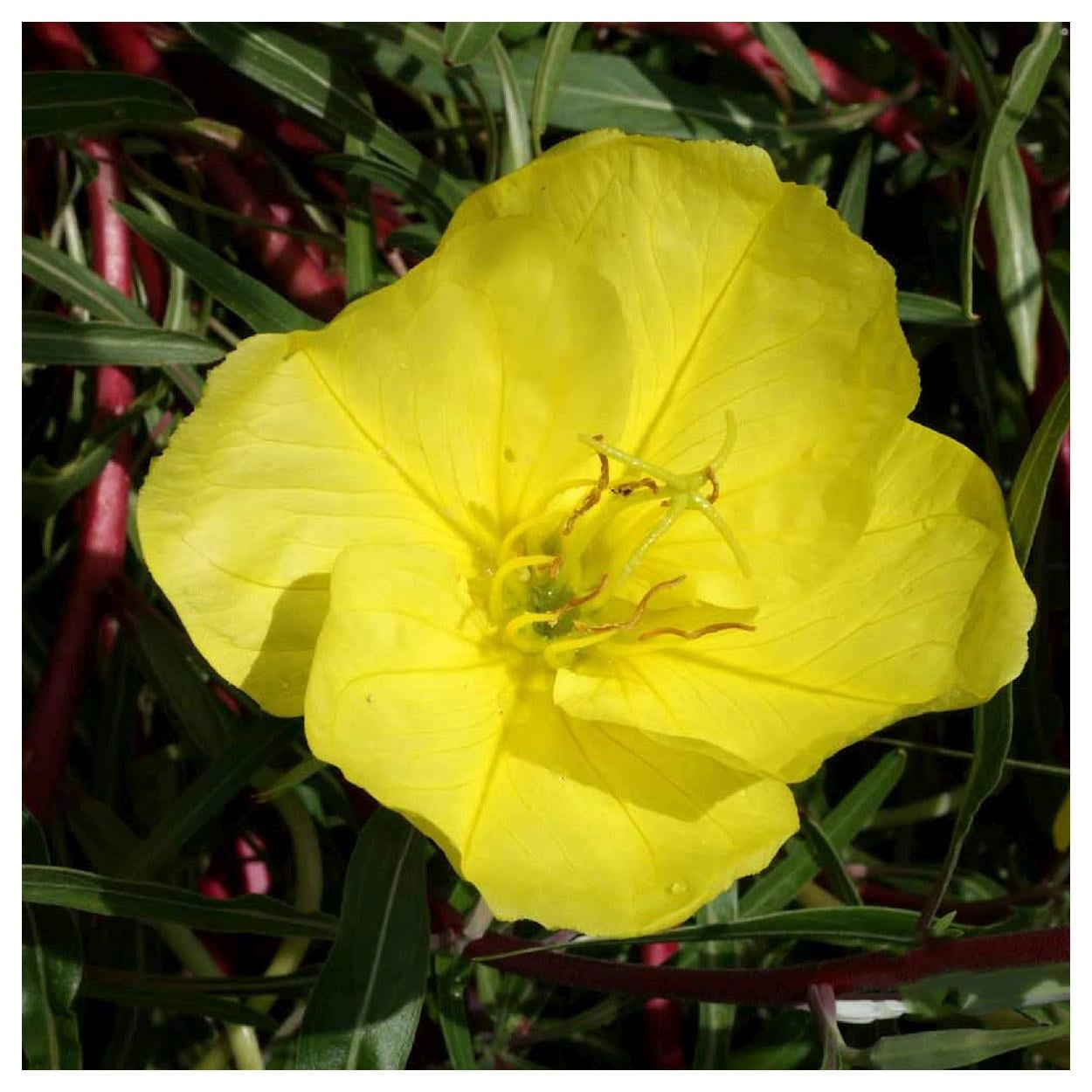 Everwilde Farms - 1/4 lb Missouri Evening Primrose Native Wildflower Seeds - Gold Vault Bulk Seed Packet