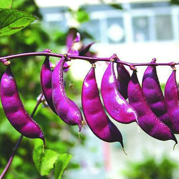 30 Pcs Non-GMO Purple Hyacinth Bean Seeds Red Leaved Plant Vine Seeds Purple Flower Lablab purpureus Vegetable Seeds
