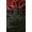 NDXBURG, variant on Its A Wig Synthetic Wig Nuna | Elevate Styles
