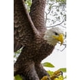 thumbnail image 4 of LARGE FLYING EAGLE STATUE, 4 of 8