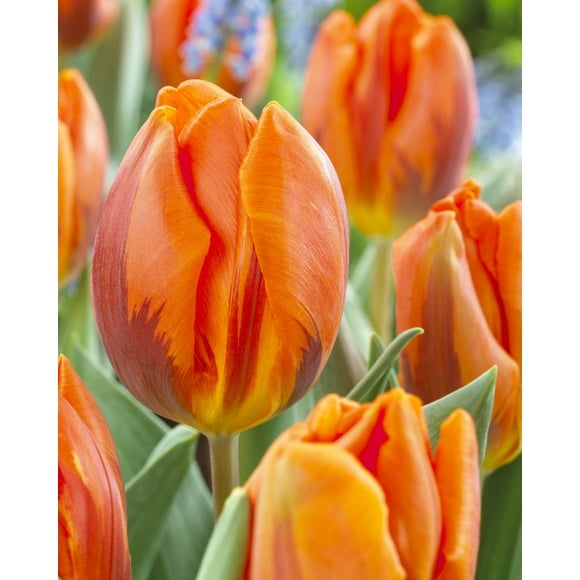 TASC Tulip Flower Bulbs-Tulip Triumph-Prinses Irene(20 Bulbs)