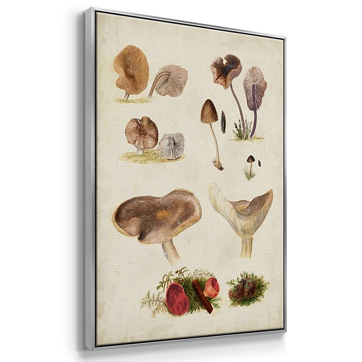 Mushroom Species I - Framed Premium Gallery Wrapped Canvas L Frame 3 Piece Set - Ready to Hang