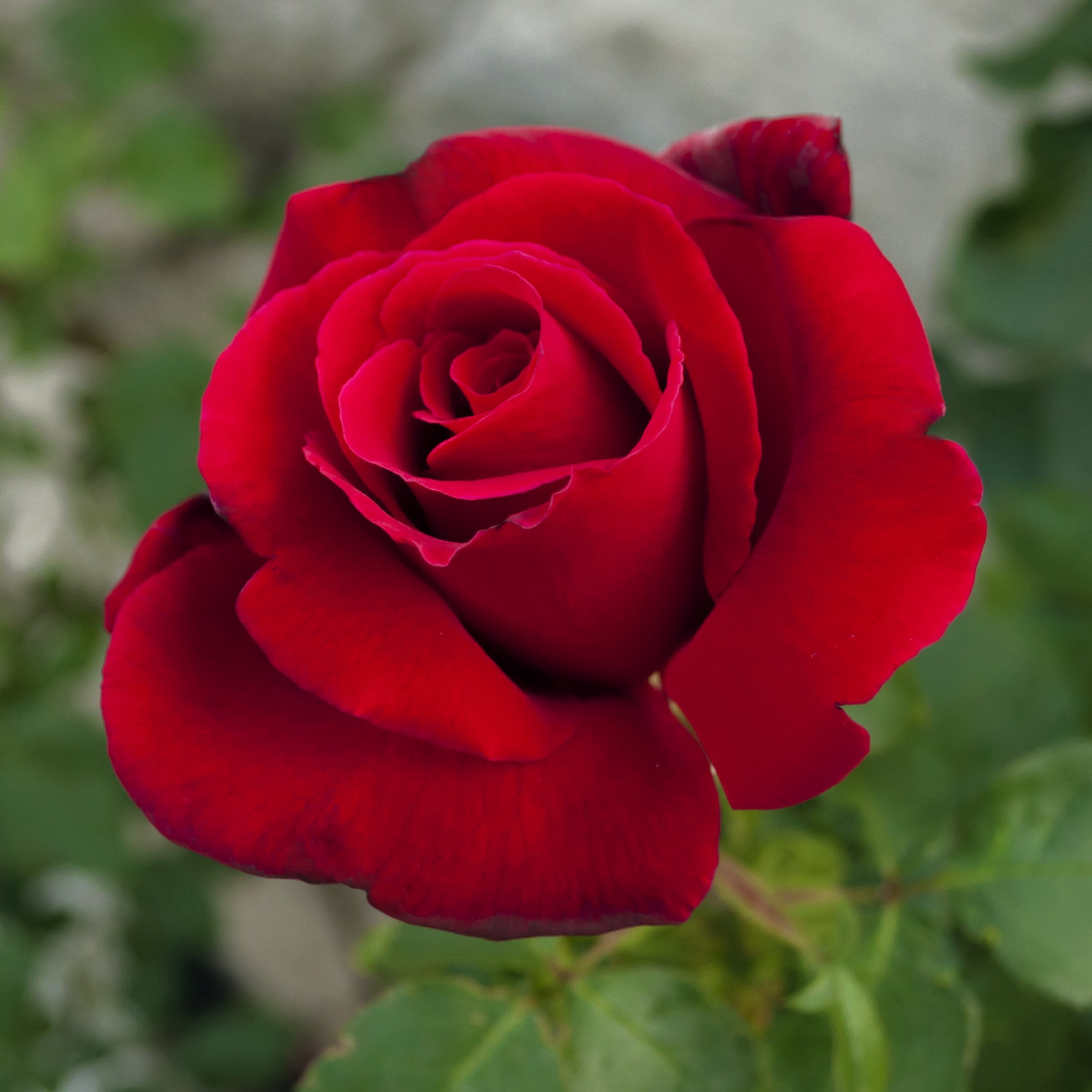 National Plant Network Bare Root Rose Arctic Flame with Red Flowers (5-pack)
