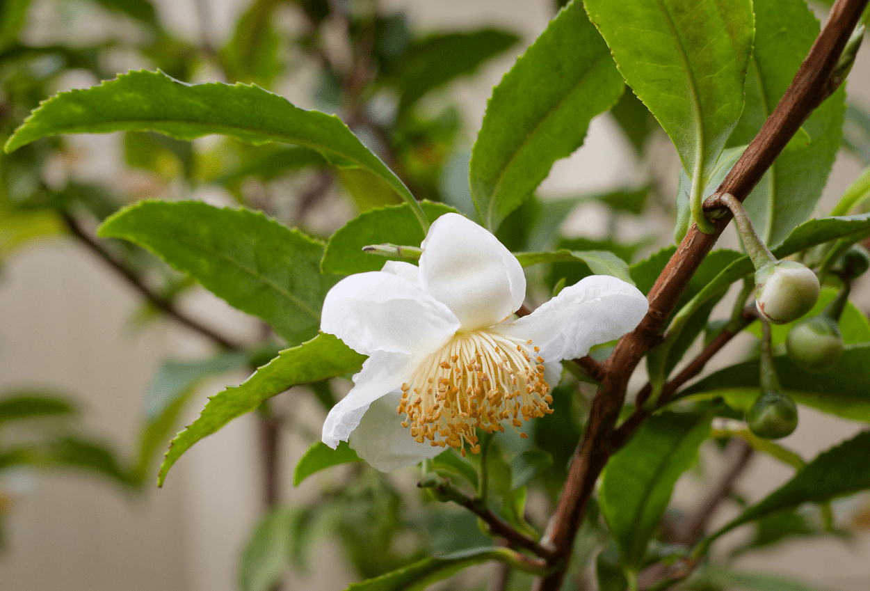 Camellia Sinensis Live Tea Plant 4-8 Inch Tall, Green Tea Starter Plant, Evergreen Herbal Plant for Indoor & Outdoor Garden