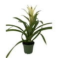 thumbnail image 2 of White Delight Vase Plant - Great Houseplant - Guzmania/Bromeliad - 4" Pot, 2 of 2