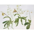 thumbnail image 3 of Blackadder, Elizabeth 14x11 Black Modern Framed Museum Art Print Titled - Orchids, Paphiopedilum and Dendrobium, 3 of 5
