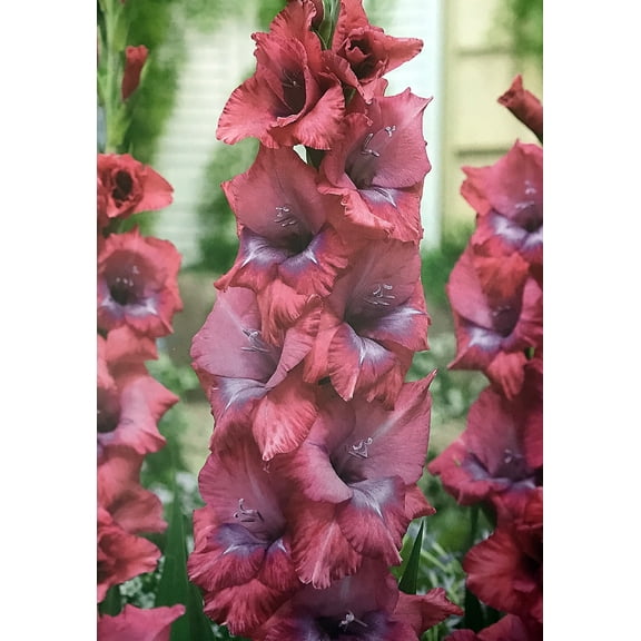 Lumierre Large Flowering Gladiolus 10 Bulbs - 12/14 cm