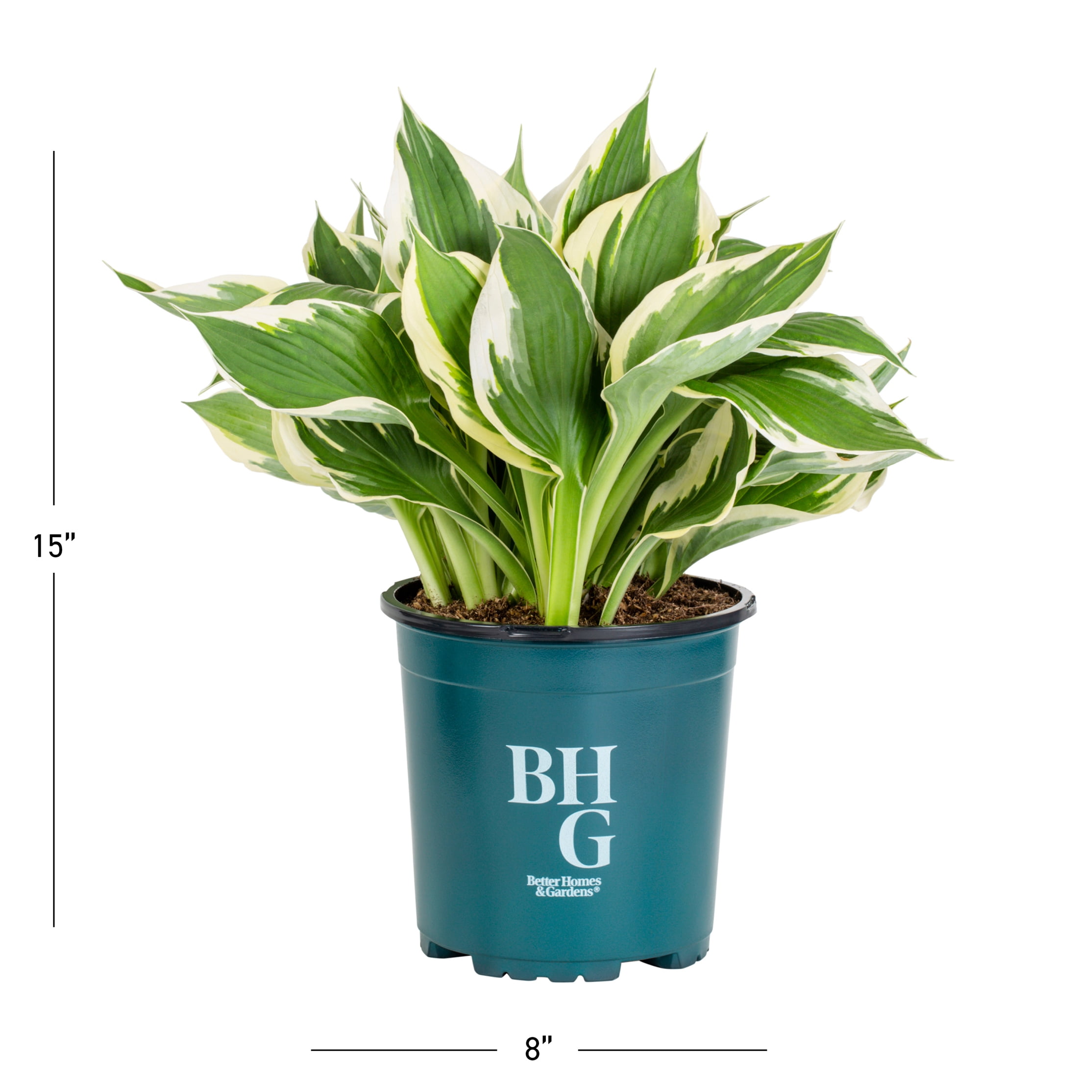 Better Homes & Gardens White Variegated Hosta Live Perennial Plant for Shade, 3-Pack