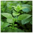 thumbnail image 2 of Everwilde Farms - 1 lb Organic Lemon Balm Herb Seeds - Gold Vault Bulk Seed Packet, 2 of 3