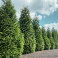 thumbnail image 5 of Thuja Green Giant Trees, 5 of 12