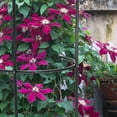 thumbnail image 5 of Yuedong Garden Plant Flower Vine Rack Climbing Planter Trellis Support Metal Frame Bracket Display Stand Garden Supplies, 5 of 23