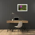 thumbnail image 3 of Jones, Adam 24x17 White Modern Wood Framed Museum Art Print Titled - Rufous tailed hummingbird-Costa Rica, 3 of 4