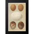 thumbnail image 2 of Seehohm, Henry 16x24 Black Modern Framed Museum Art Print Titled - Antique Bird Egg Study III, 2 of 5