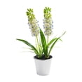 thumbnail image 2 of Hyacinth Bonsai Plastic Potted Plants Simulated Silk Flower Lifelike Home Decoration Suitable For Desktop Office And Wedding Centerpiece Decoration, 2 of 6