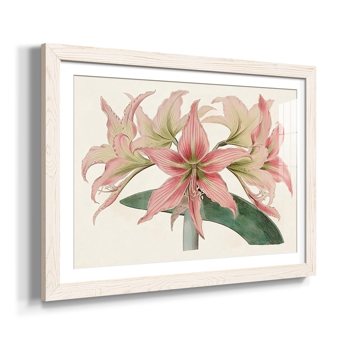 Amaryllis Varietals I-Premium Framed Print - Ready to Hang