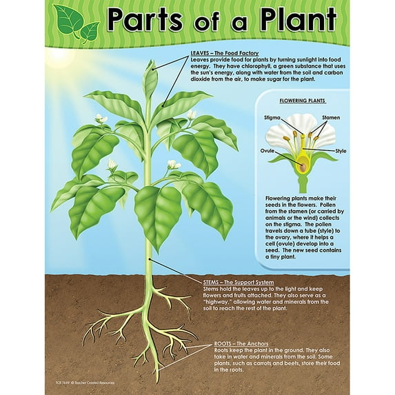 Teacher Created Resources TCR7649 Parts Of A Plant Chart