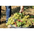 thumbnail image 2 of 30 *Seeds WINE GRAPE Vitis Viniferia Domestic Mixed Colors Fruit Vine Seeds, 2 of 10