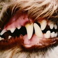 thumbnail image 2 of Lucius, 2 of 2