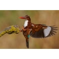 thumbnail image 2 of Manusevich, David 24x17 Black Ornate Wood Framed with Double Matting Museum Art Print Titled - White Throated Kingfisher, 2 of 4