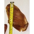 thumbnail image 5 of ***25 JUMBO*** Pig Ears - 100% All Natural - America’s #1 Dog Selling Treat! Get ‘Em Here Today! Approximately 2.5 POUNDS!, 5 of 7