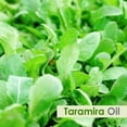 thumbnail image 4 of Salvia Taramira 100% Pure & Natural Uncut Essential Oil - For Aromatherapy (250ML/8.45 fl oz), 4 of 5