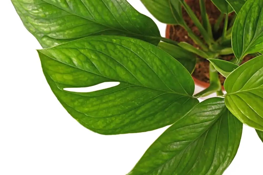 ⭐ GARDENERA Monstera Pinnatipartita Plant Potting Soil - Specially Formulated for Unique Plant Needs - 3 Quart