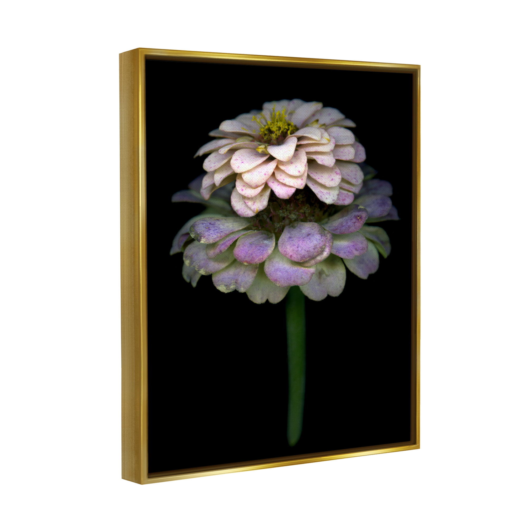 Stupell Industries Dahlia Bud Photography Botanical & Floral Photography Gold Floater Framed Art Print Wall Art, 25 x 31