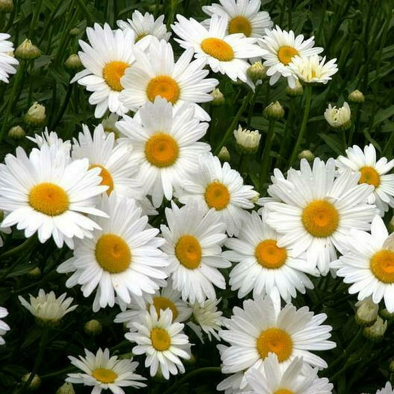 Daisy SHASTA 200 Seeds - Mother Nature's Seeds - Wildflower Seeds - Flower Seeds for Planting - Non-GMO