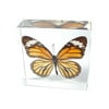 Ed Speldy East TE28 Real Bug Paperweights-Round-Butterfly-Danaus genutia-Cramer