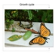 thumbnail image 3 of Modèle d'Insecte Simulation Cycle de Croissance des Papillons Figurine Jouet Éducatif pour Enfants, 3 of 7