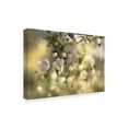 thumbnail image 2 of Trademark Fine Art 'Blush Blossoms I' Canvas Art by Sue Schlabach, 2 of 3