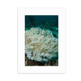 thumbnail image 1 of Ocean Green Jellyfish Science Nature Desktop Photo Frame Picture Display Decoration Art Painting, 1 of 3