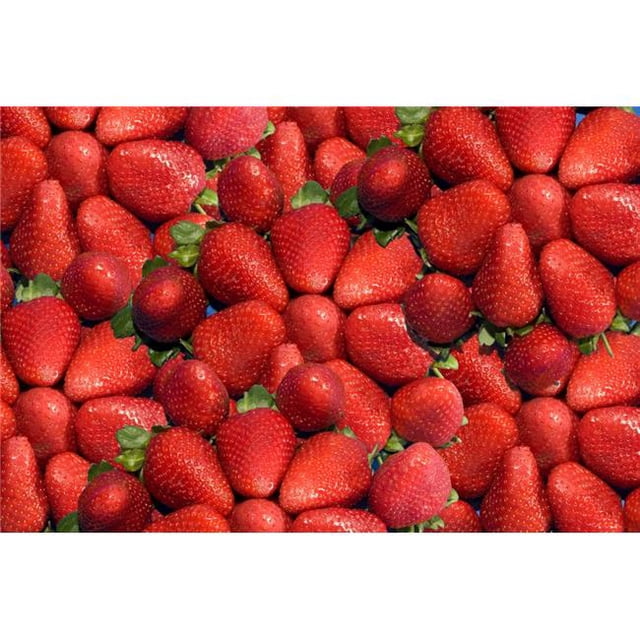 Posterazzi DPI1828458LARGE Affiche Fraises par John Short, 34 x 22 - Grand